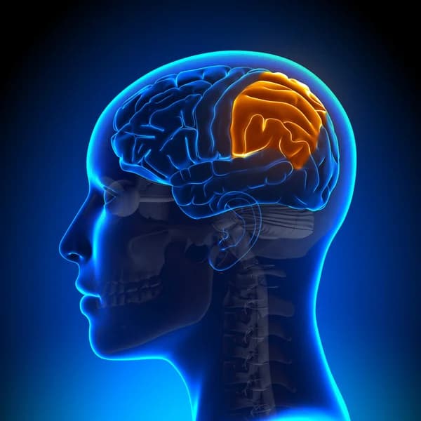 Momento Anatômico: Lobo Parietal Inferior