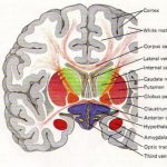 Group logo of Anatomia