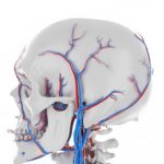 Group logo of Vascular